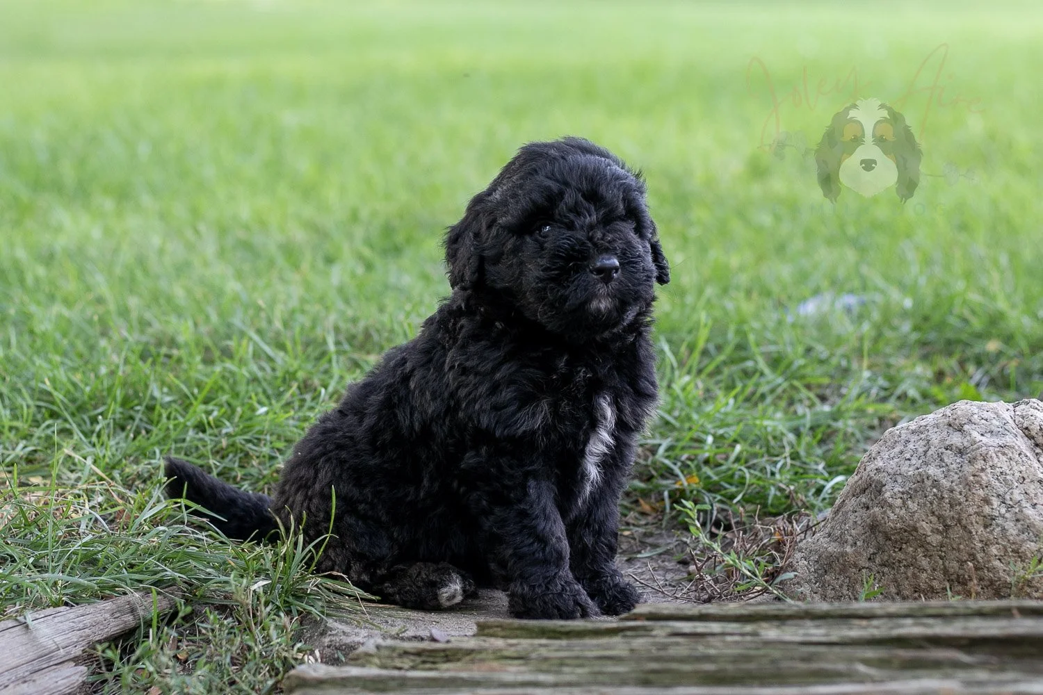 Claude Bernedoodle Puppy-124.jpg