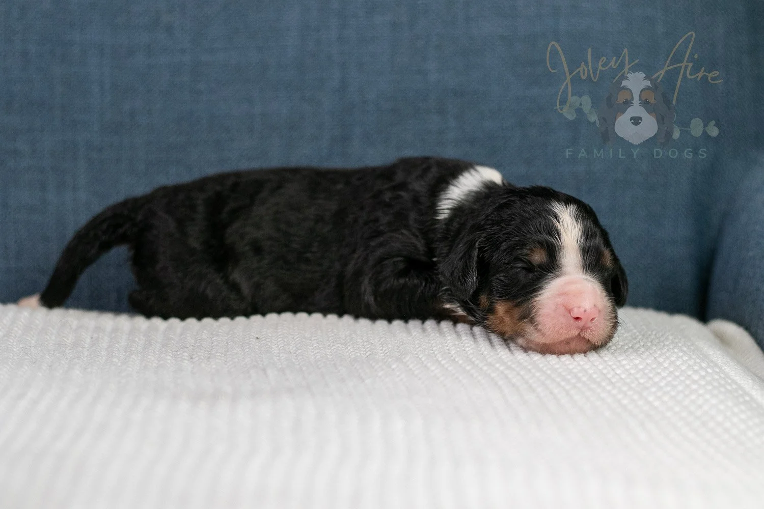 Ashley Bernedoodle Puppy-31.jpg
