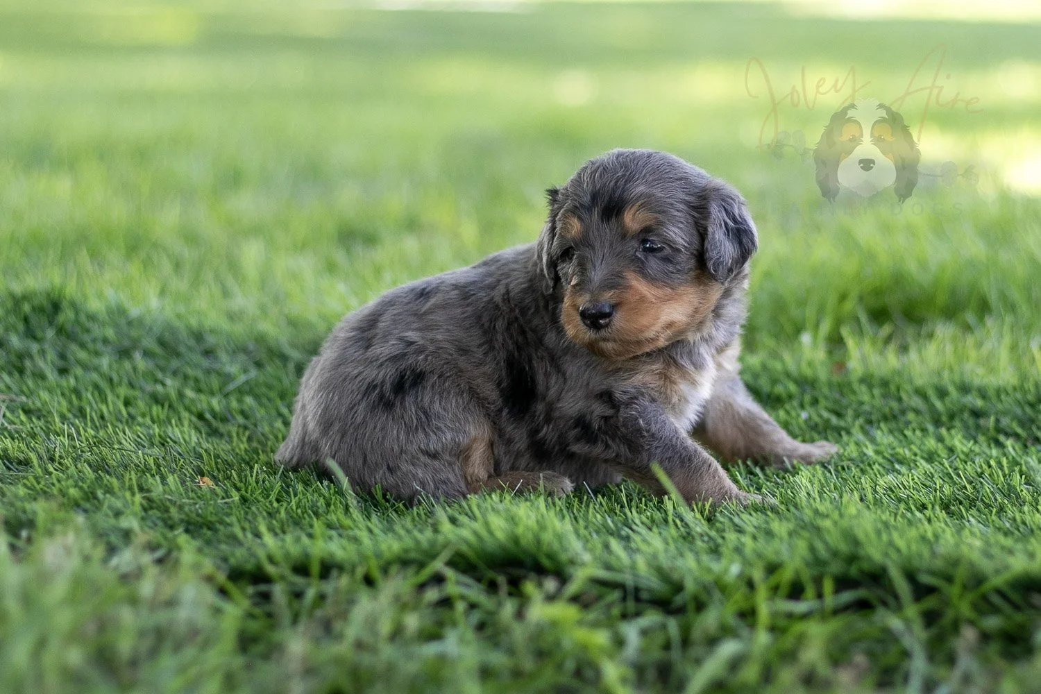 Josie Pye Bernedoodle Puppy-518.jpg