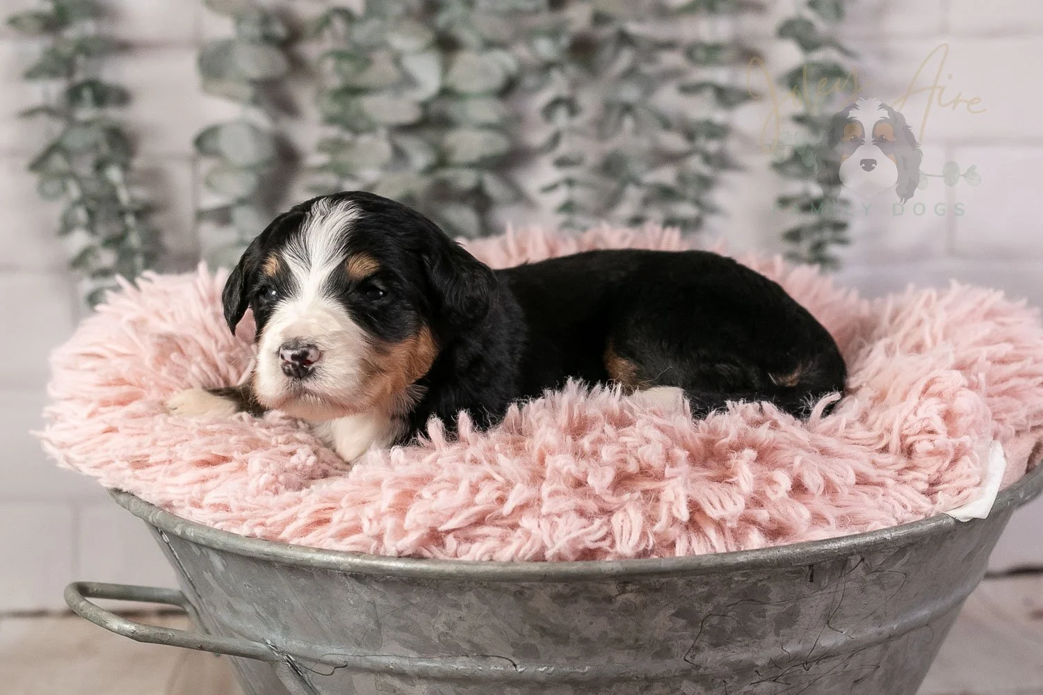 Trumpet Bernedoodle Puppy-31.jpg