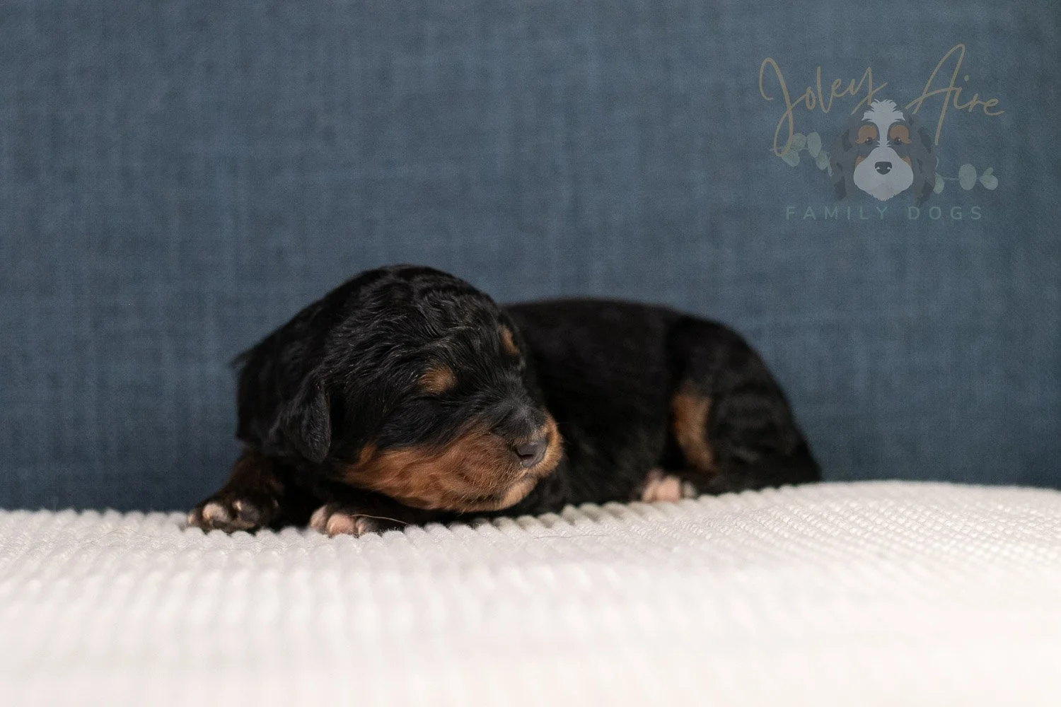 Asher Bernedoodle Puppy-92.jpg