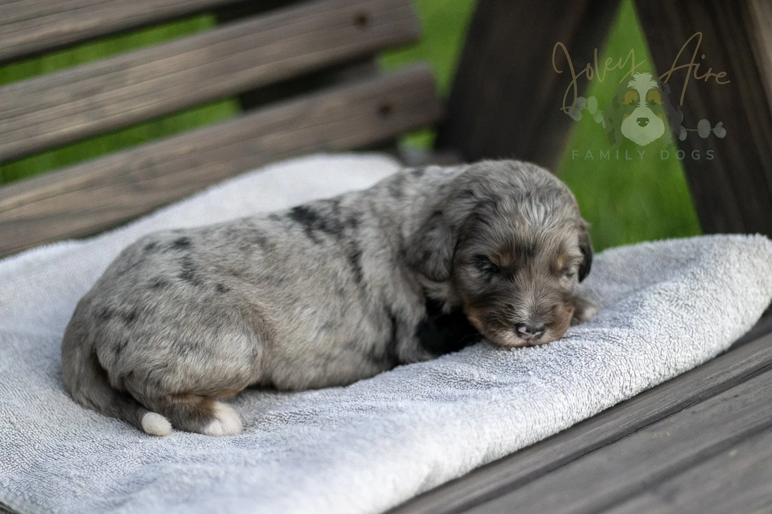 Matthew Cuthbert Bernedoodle Puppy-28.jpg