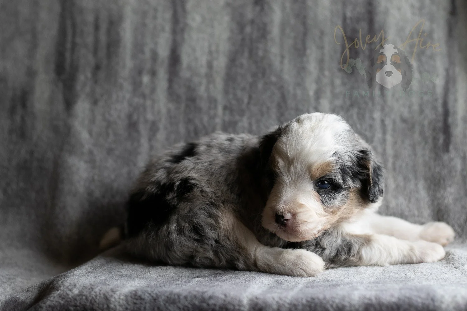 Pablo Picasso Bernedoodle Puppy-106.jpg