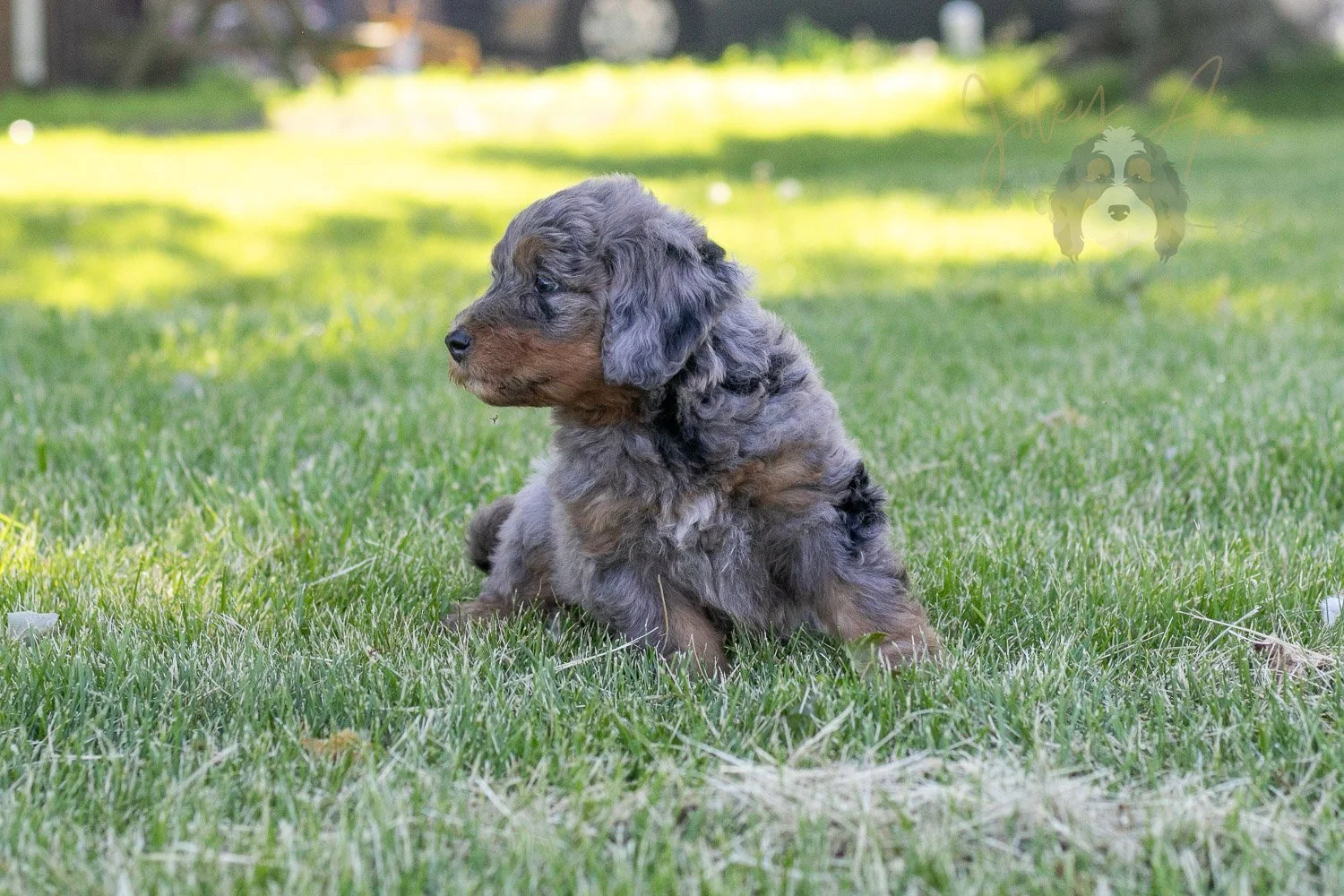 Flute Bernedoodle Puppy-29.jpg