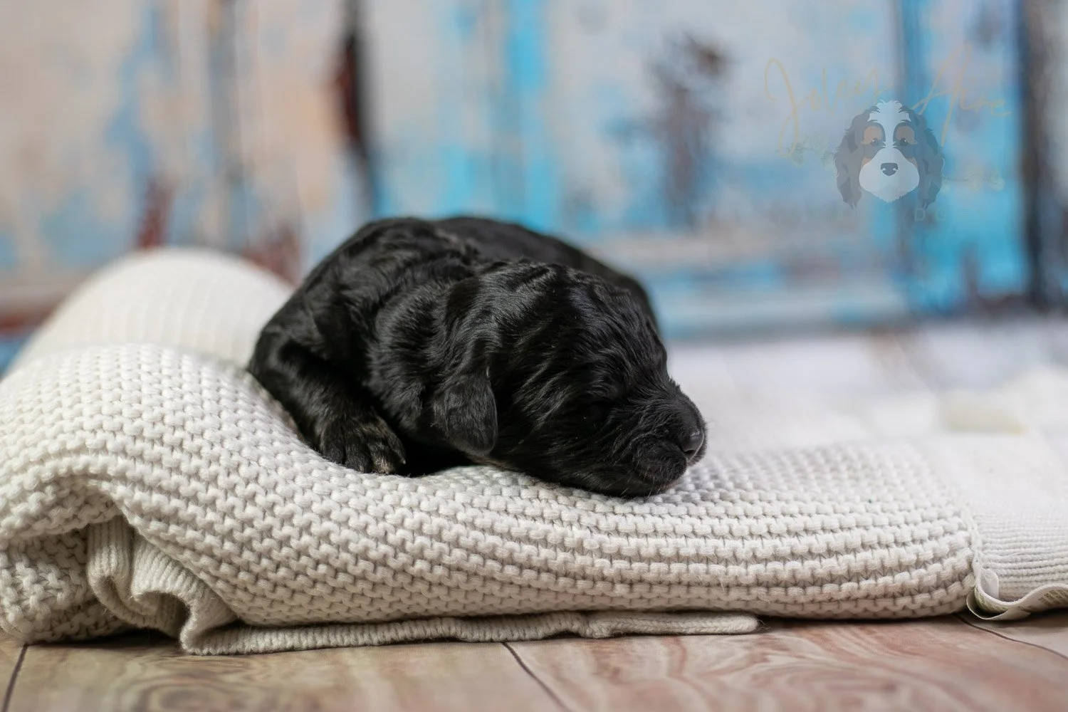 Claude Monet Bernedoodle Puppy-03.jpg