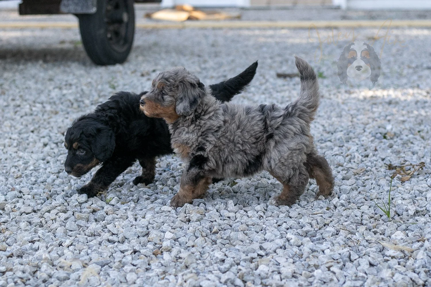 Flute Bernedoodle Puppy-36.jpg