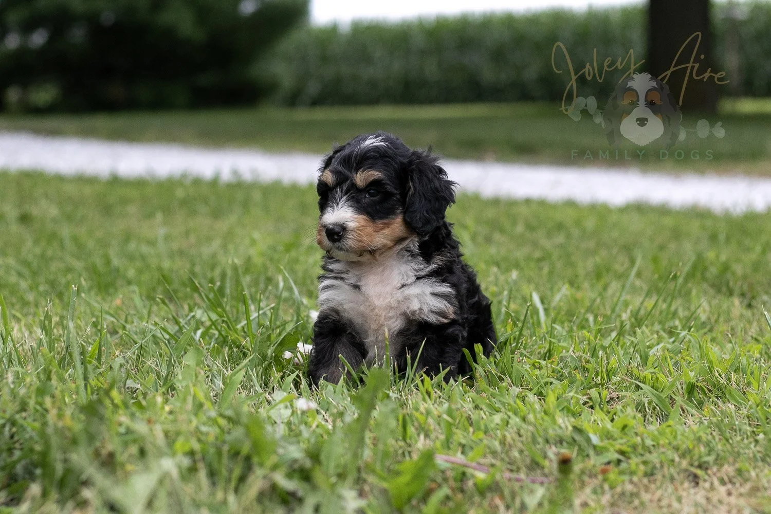 Walter Shirley  Bernedoodle Puppy-16.jpg