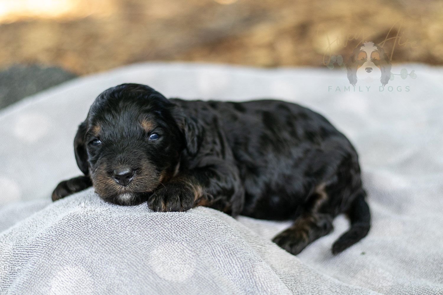 Denali Bernedoodle Puppy-109.jpg