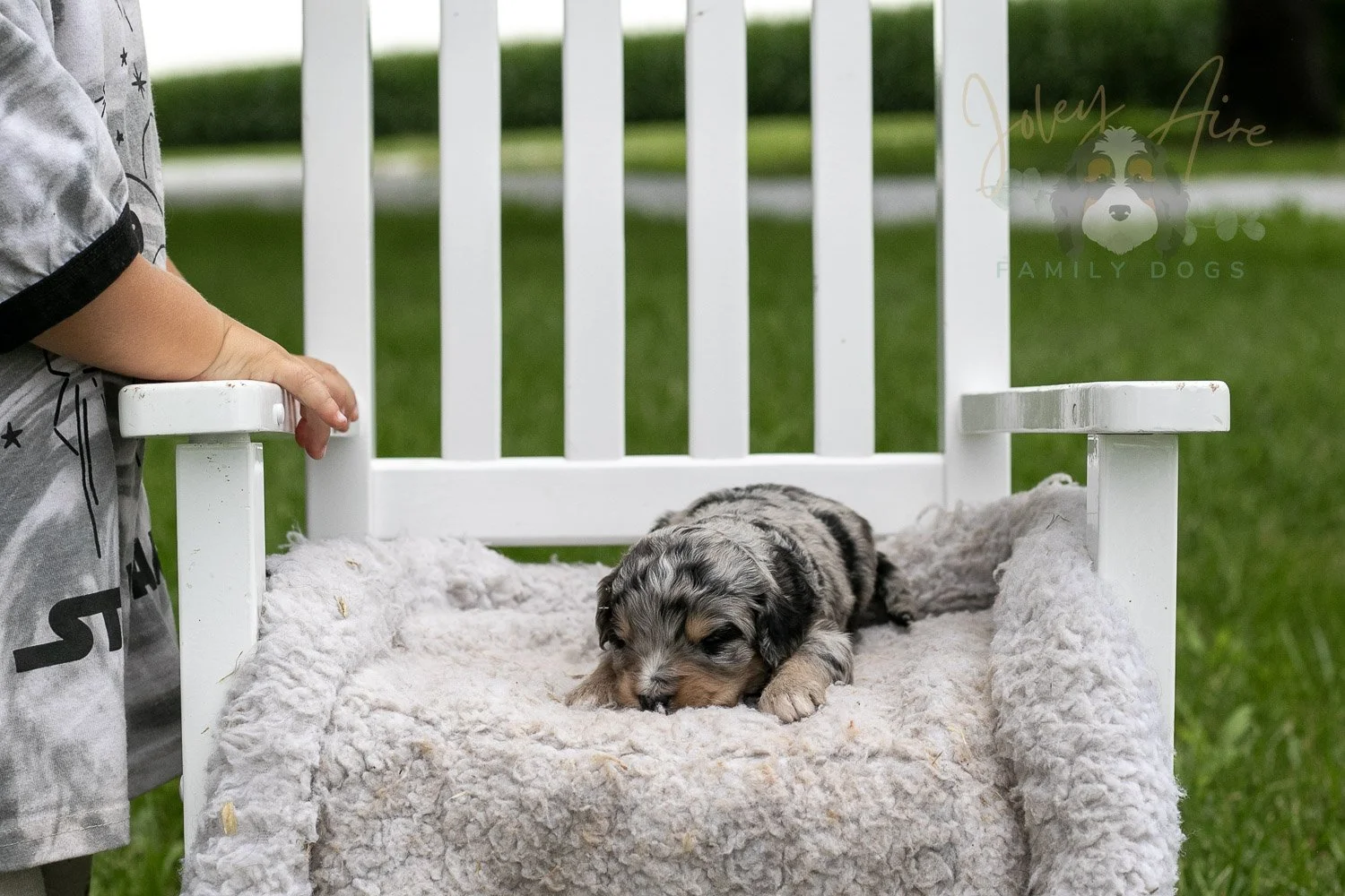 Mary Cassatt Bernedoodle Puppy-680.jpg