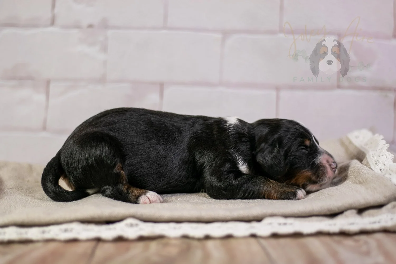Yosemite Bernedoodle Puppy-177.jpg