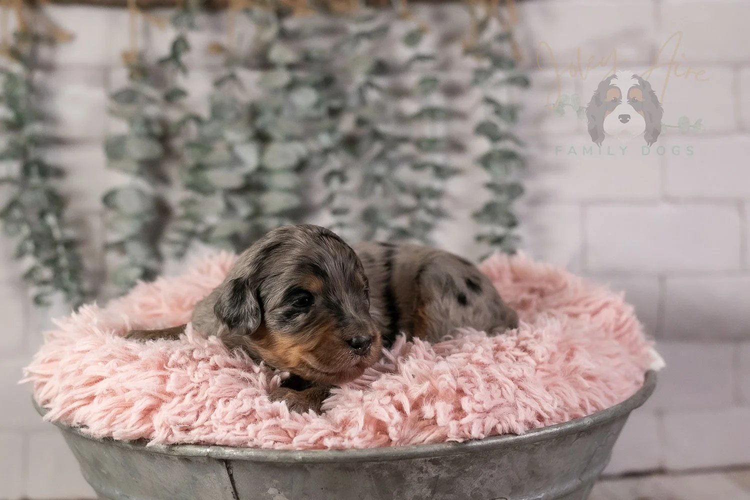 Ukelele Bernedoodle Puppy-7.jpg