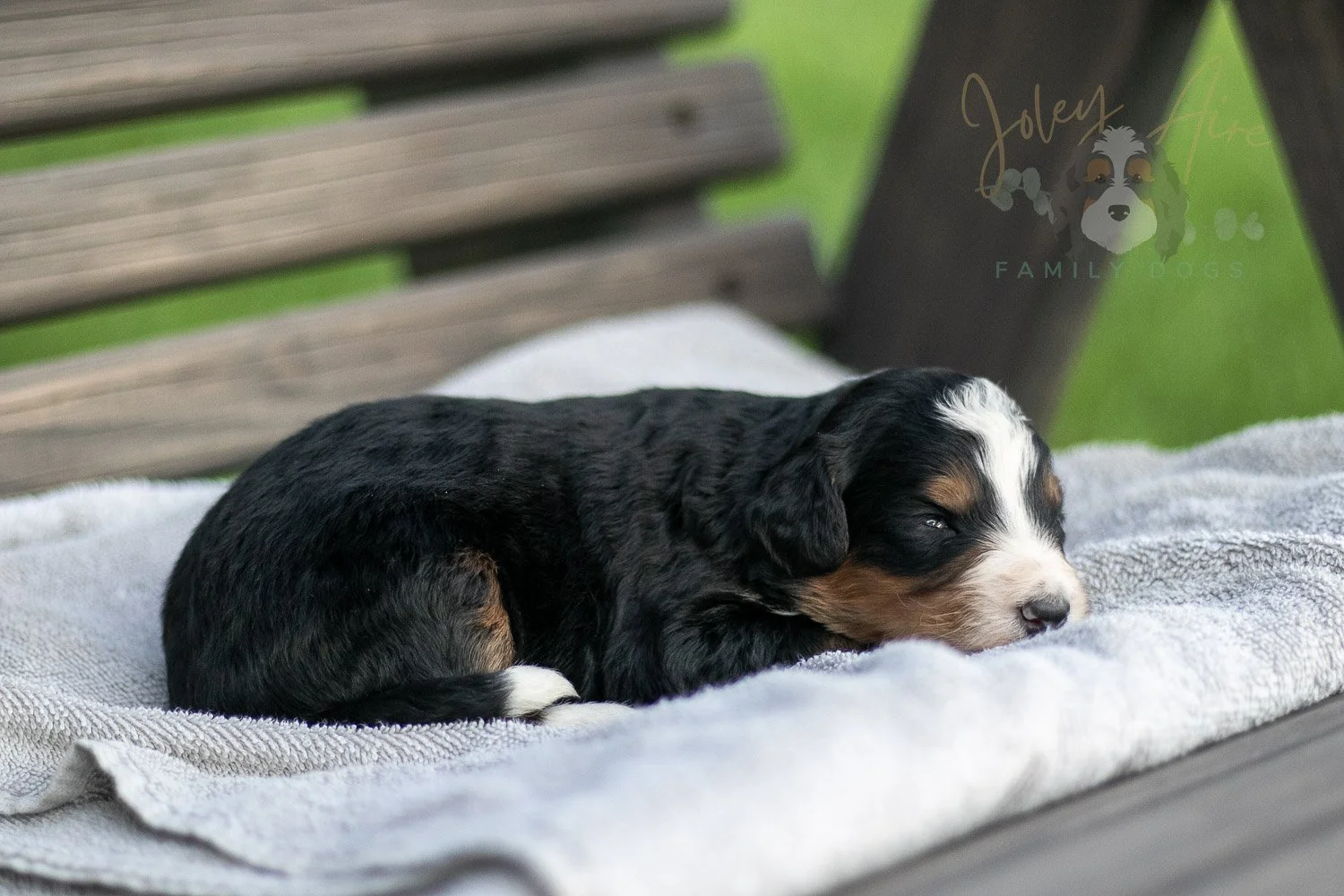 Diana Barry Bernedoodle Puppy-16.jpg