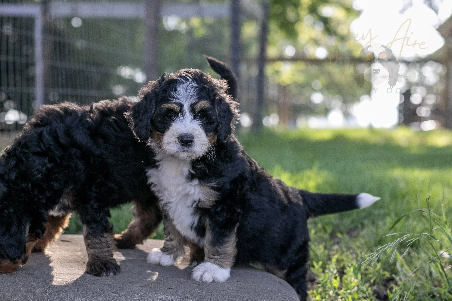 Trumpet Bernedoodle Puppy-25.jpg