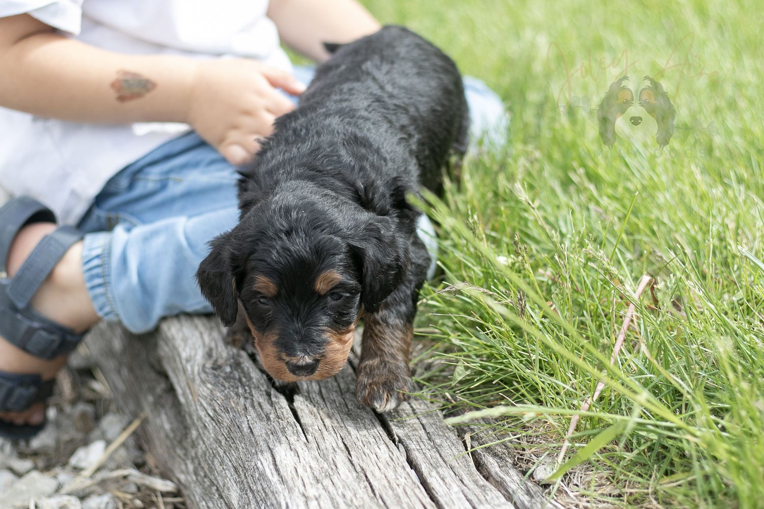 Banjo Bernedoodle Puppy-42.jpg