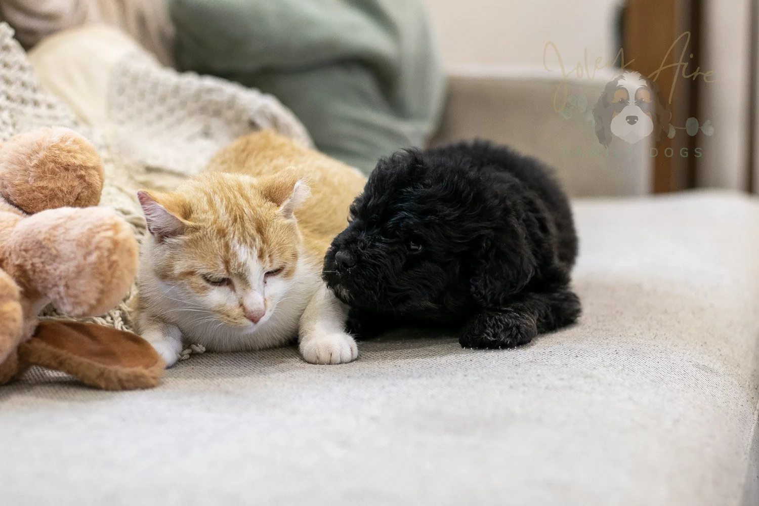 Andy Bernedoodle Puppy-271.jpg