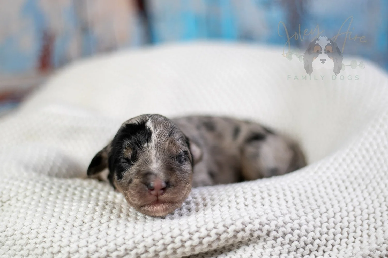 Frida Kahlo Bernedoodle Puppy-24.jpg