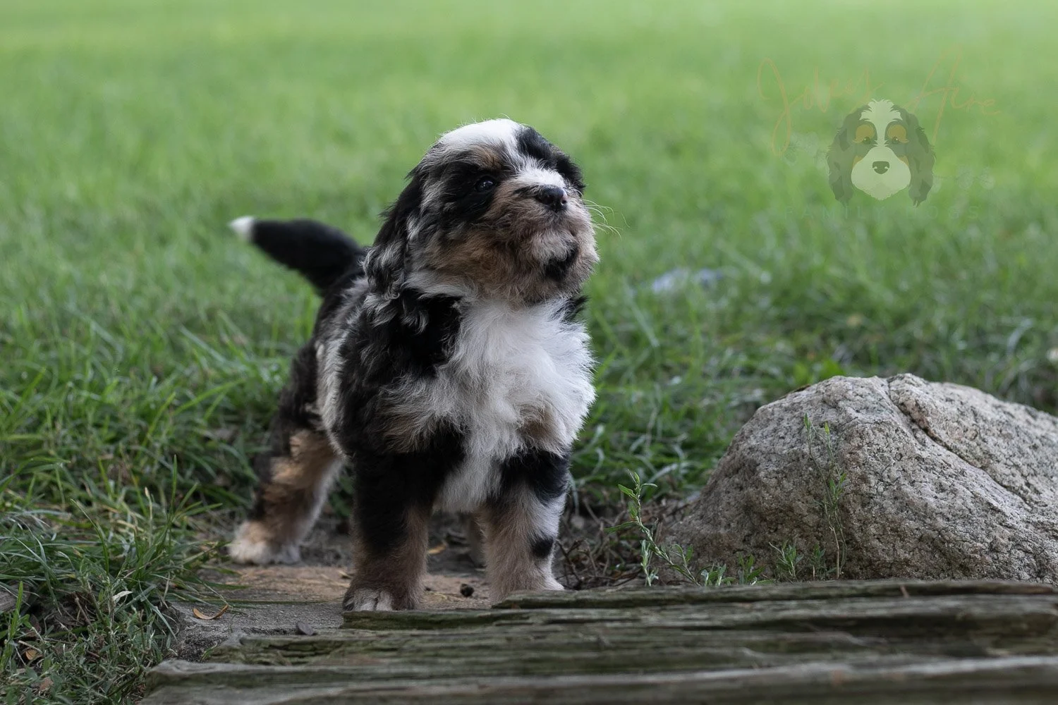 Artemesia Bernedoodle Puppy-130.jpg
