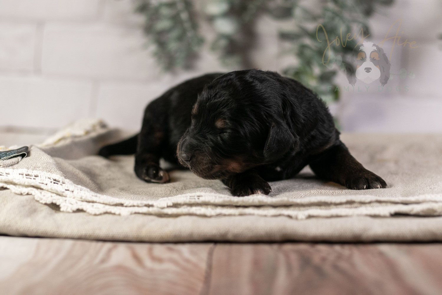 Piano Bernedoodle Puppy-1.jpg