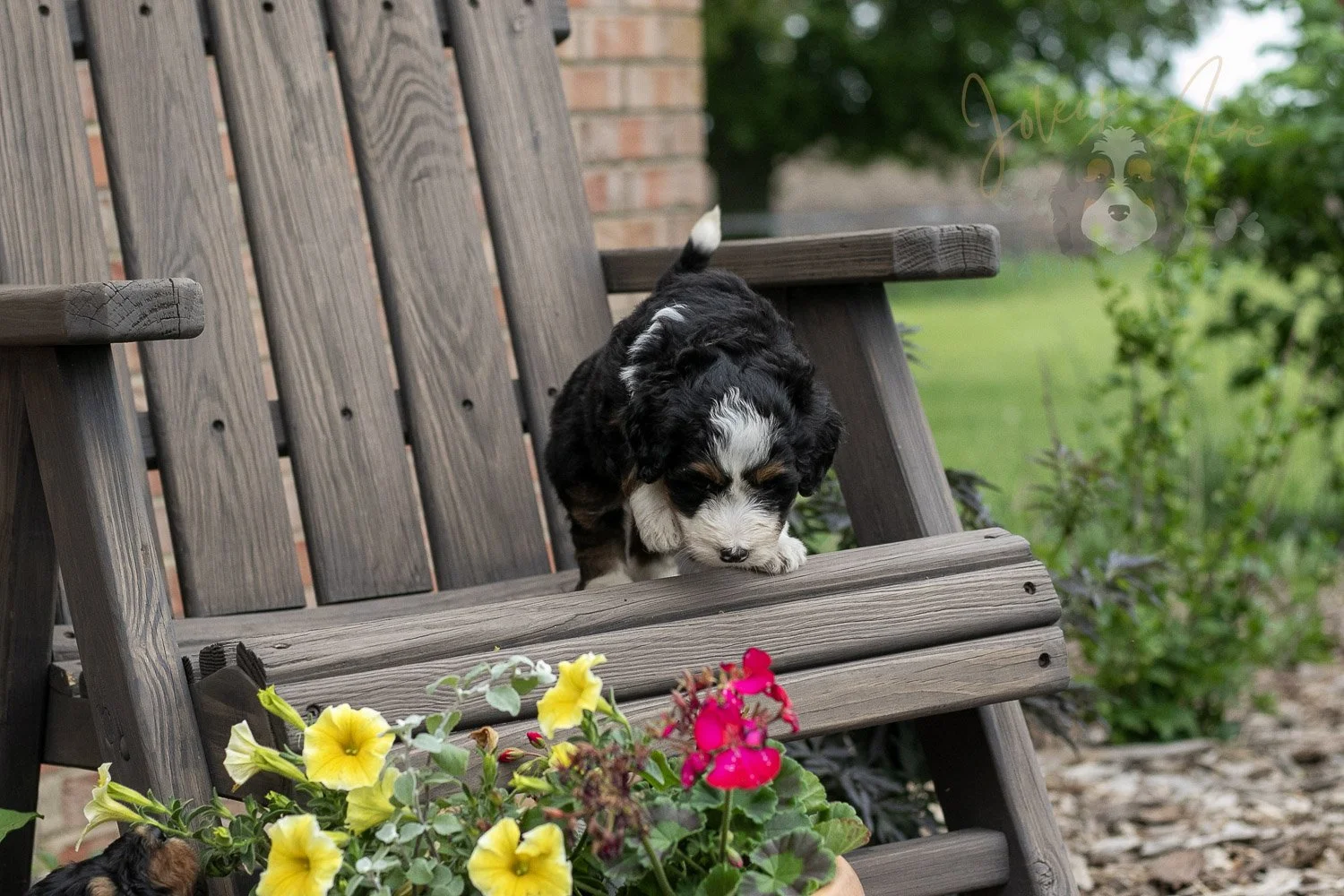 Harmonica Bernedoodle Puppy-3.jpg