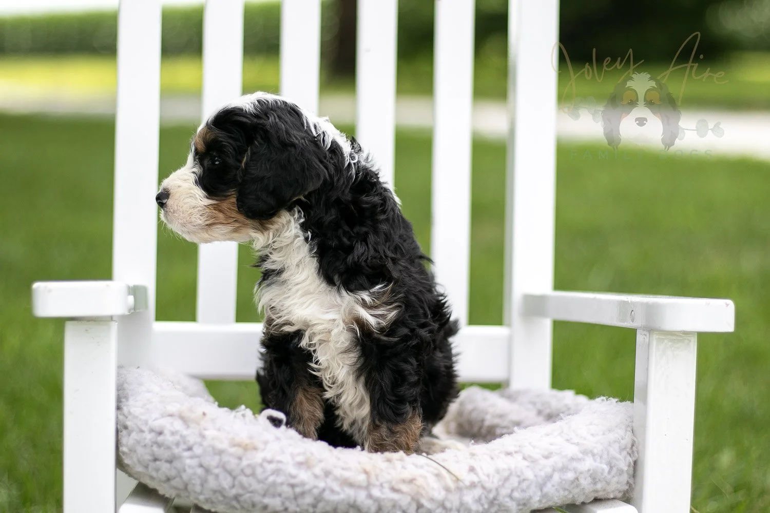 Yellowstone Bernedoodle Puppy-776.jpg