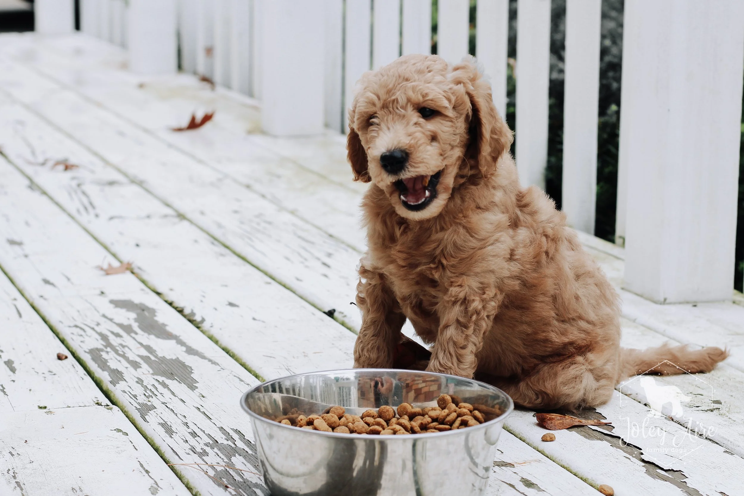 Goldendoodle Puppy When To Stop Feeding My Dog Puppy Food To Feed