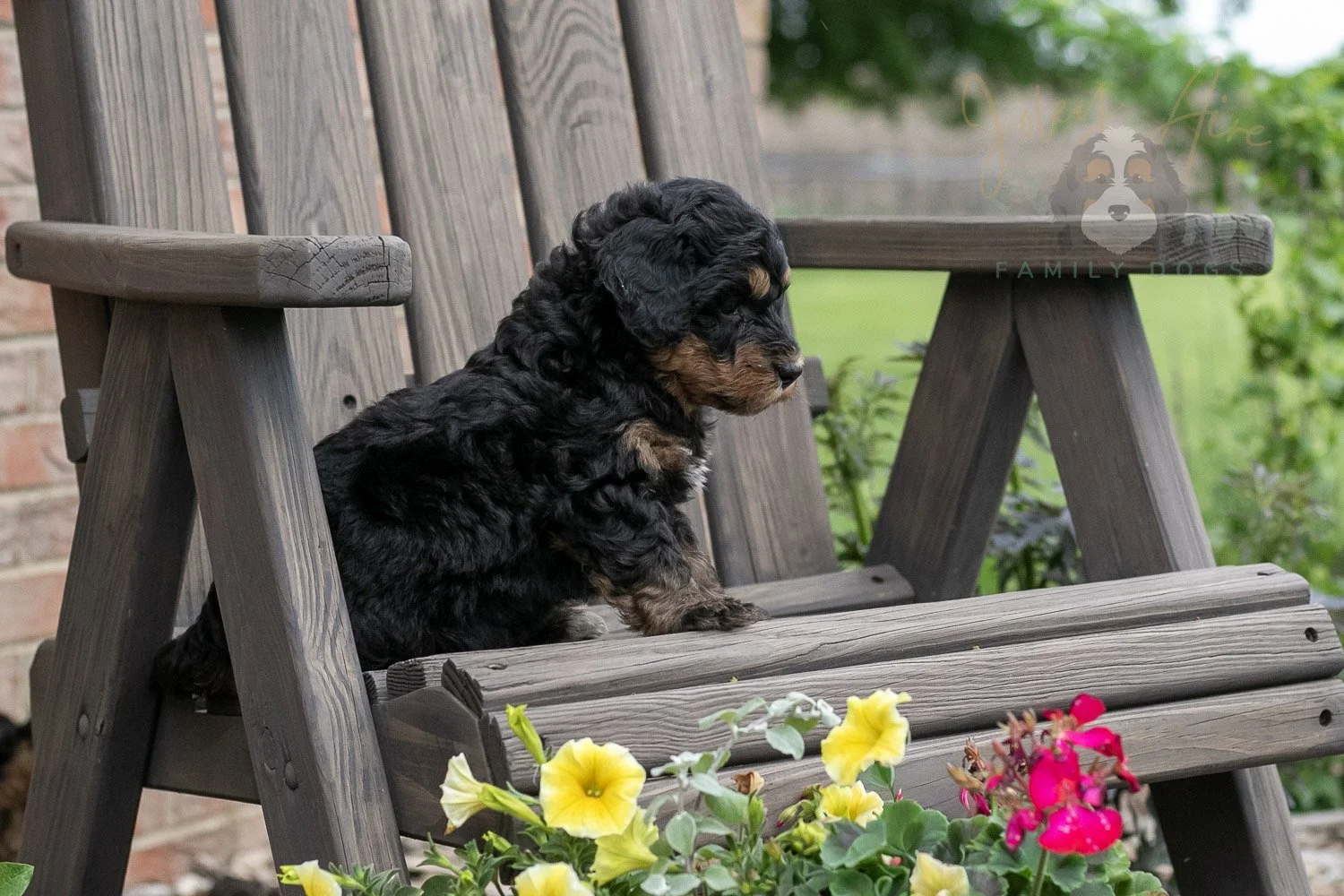 Guitar Bernedoodle Puppy-13.jpg