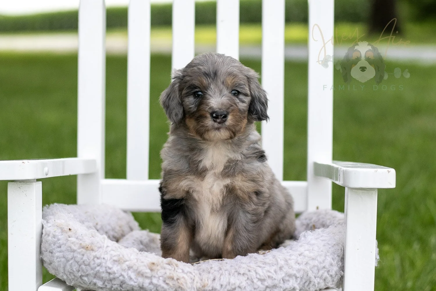 Matthew Cuthbert Bernedoodle Puppy-917.jpg