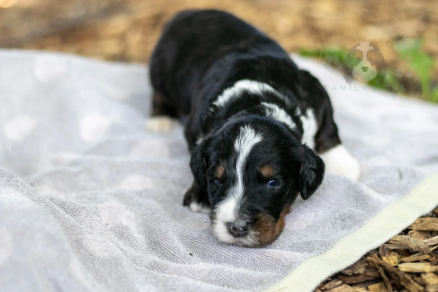Yosemite Bernedoodle Puppy-137.jpg