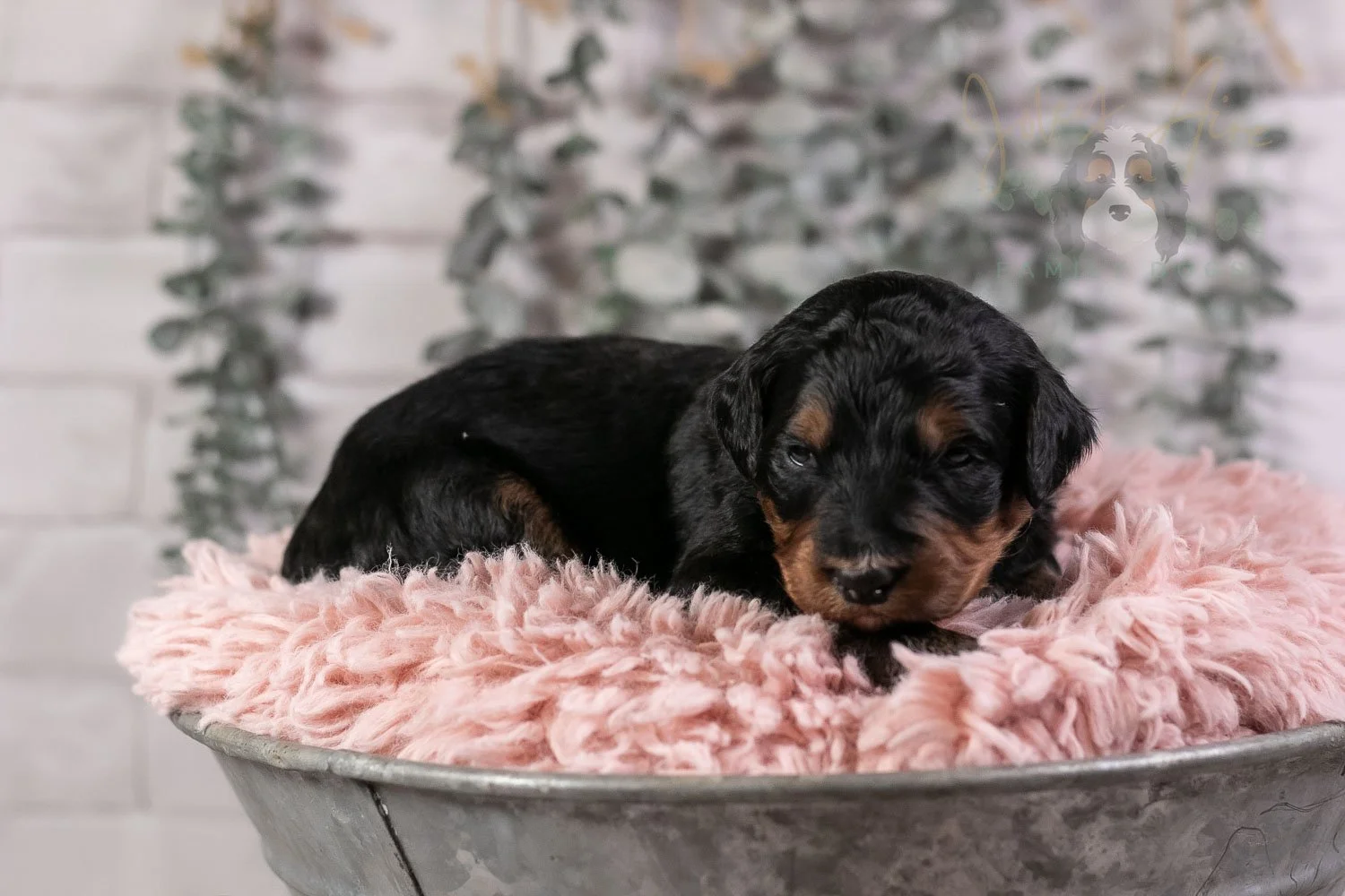 Banjo Bernedoodle Puppy-20.jpg