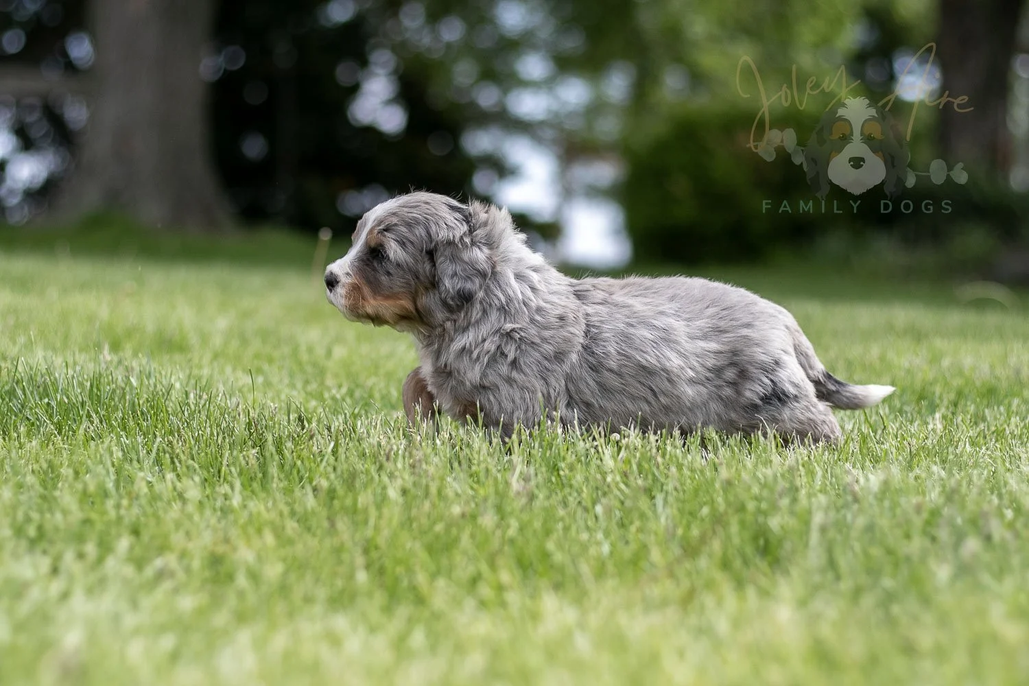 Drum Bernedoodle Puppy-21.jpg