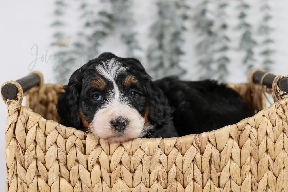 Korie Bernedoodle Puppy-11.jpg