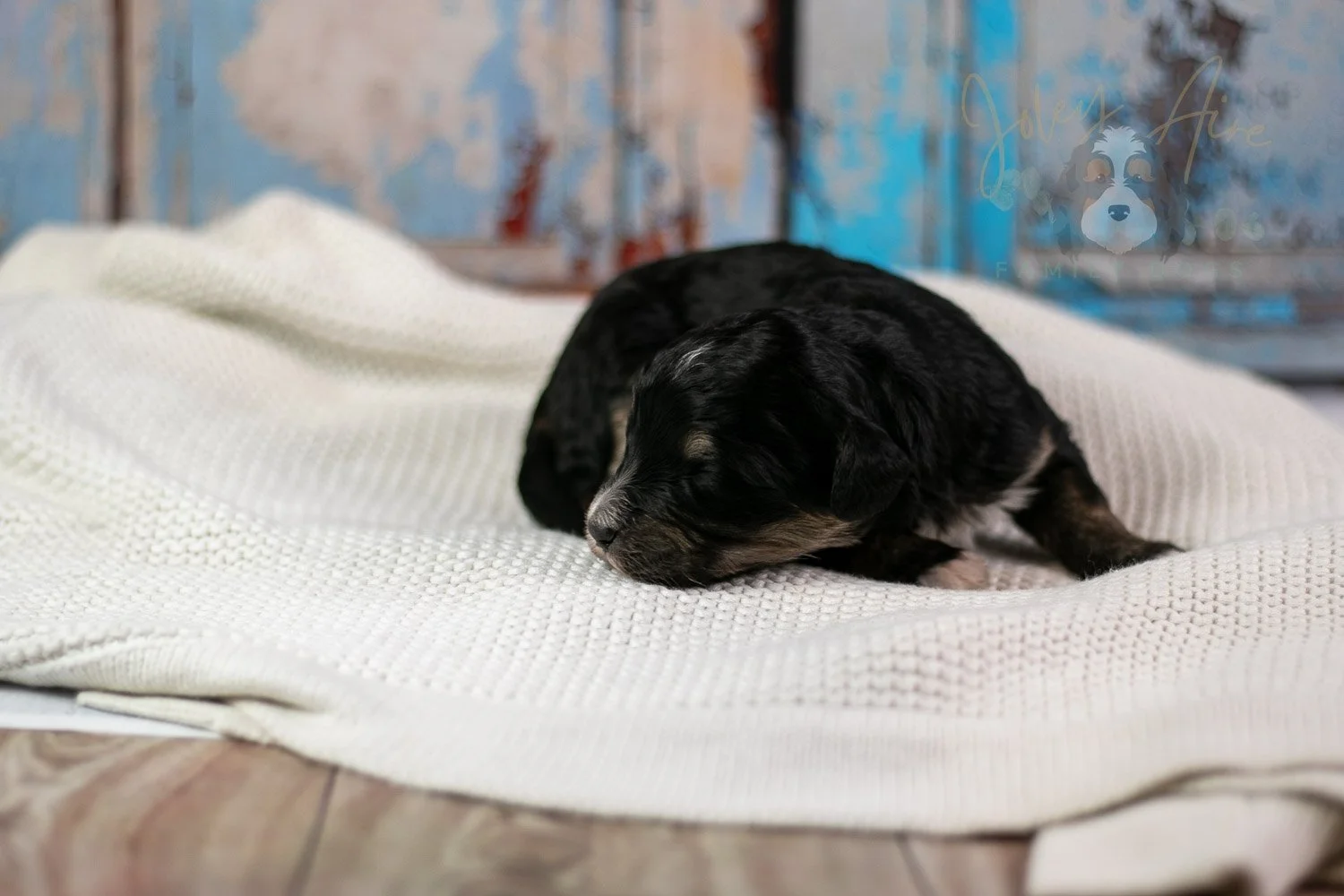 Georgia Bernedoodle Puppy-250.jpg