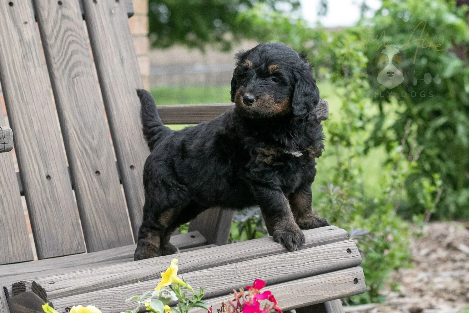 Piano Bernedoodle Puppy-20.jpg