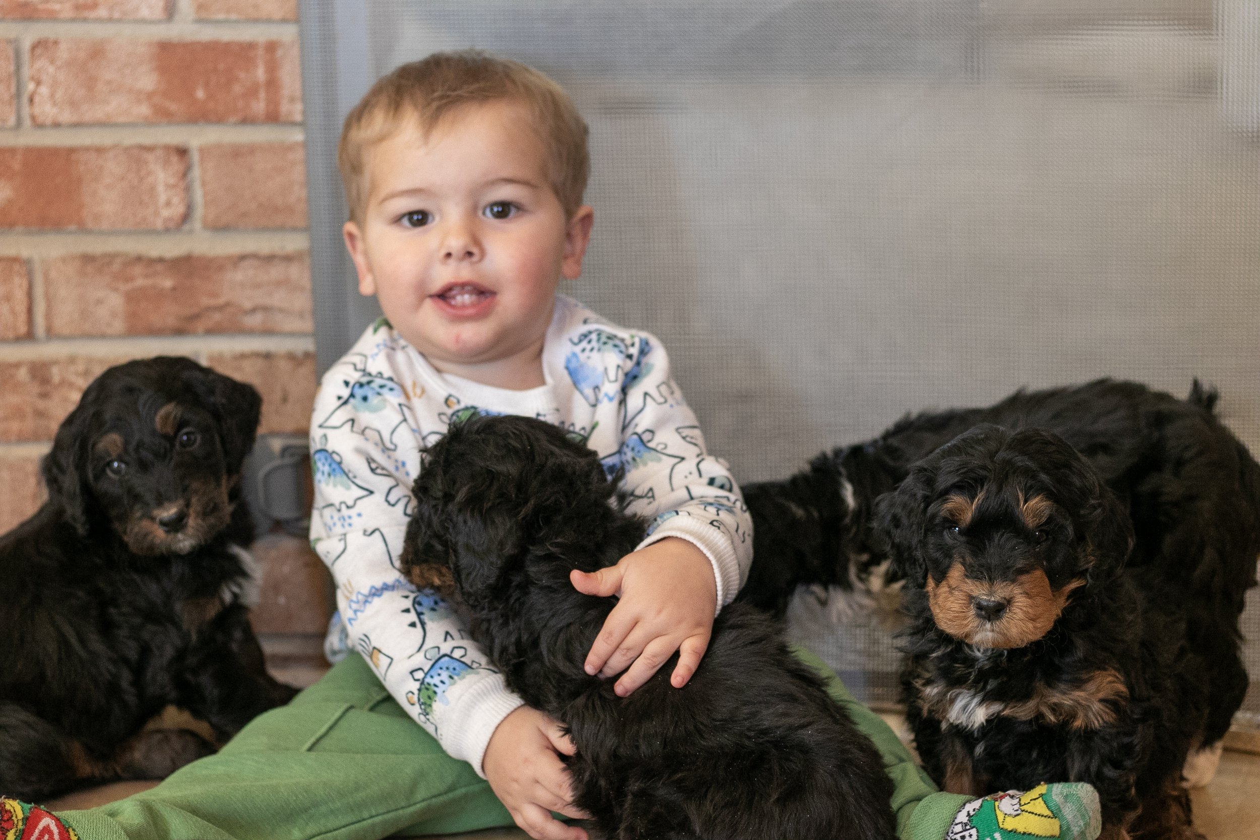 Whole Litter Disney Princess Litter-01.jpg