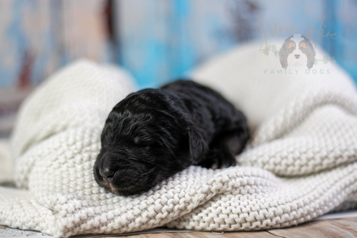 Claude Monet Bernedoodle Puppy-09.jpg