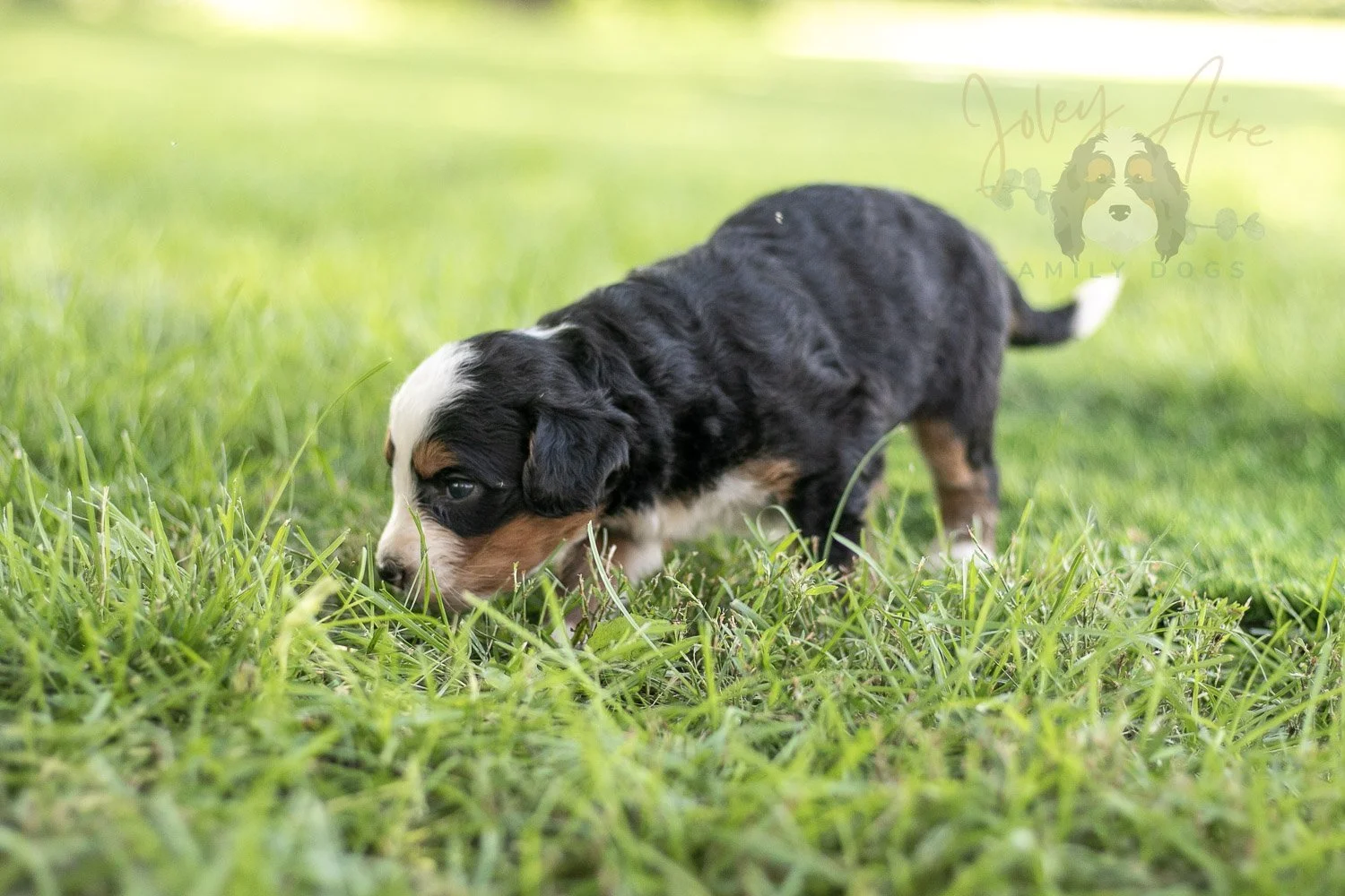 Anne Shirley Bernedoodle Puppy-536.jpg