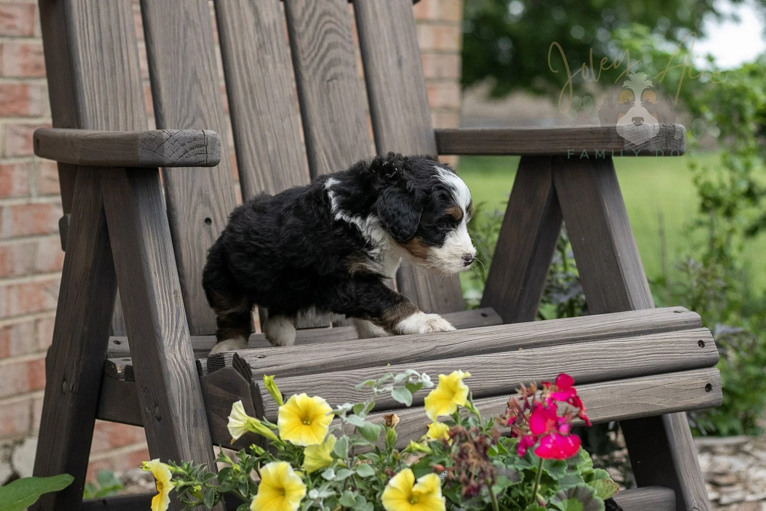 Harmonica Bernedoodle Puppy-11.jpg