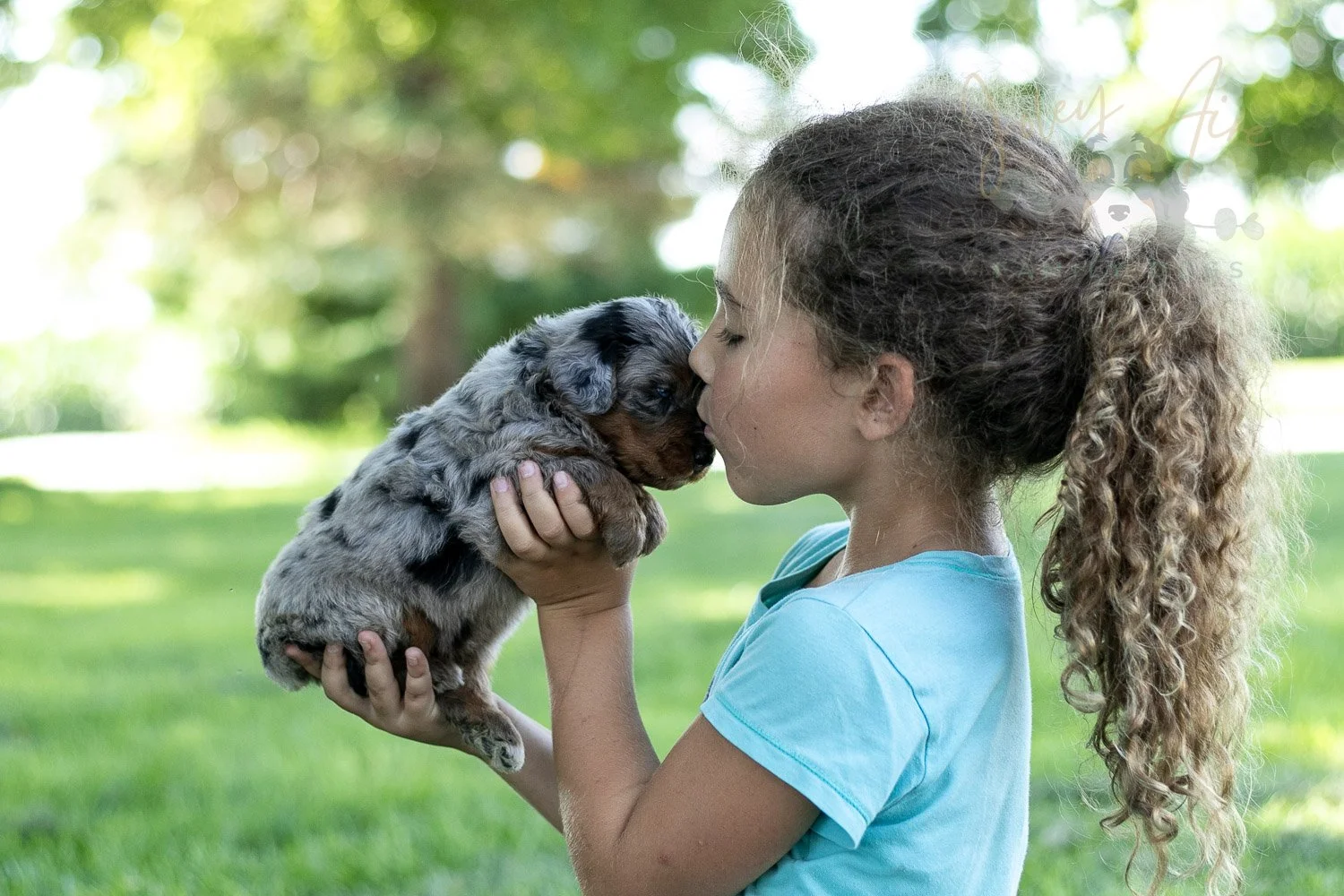 Marilla Cuthbert Bernedoodle Puppy-478.jpg