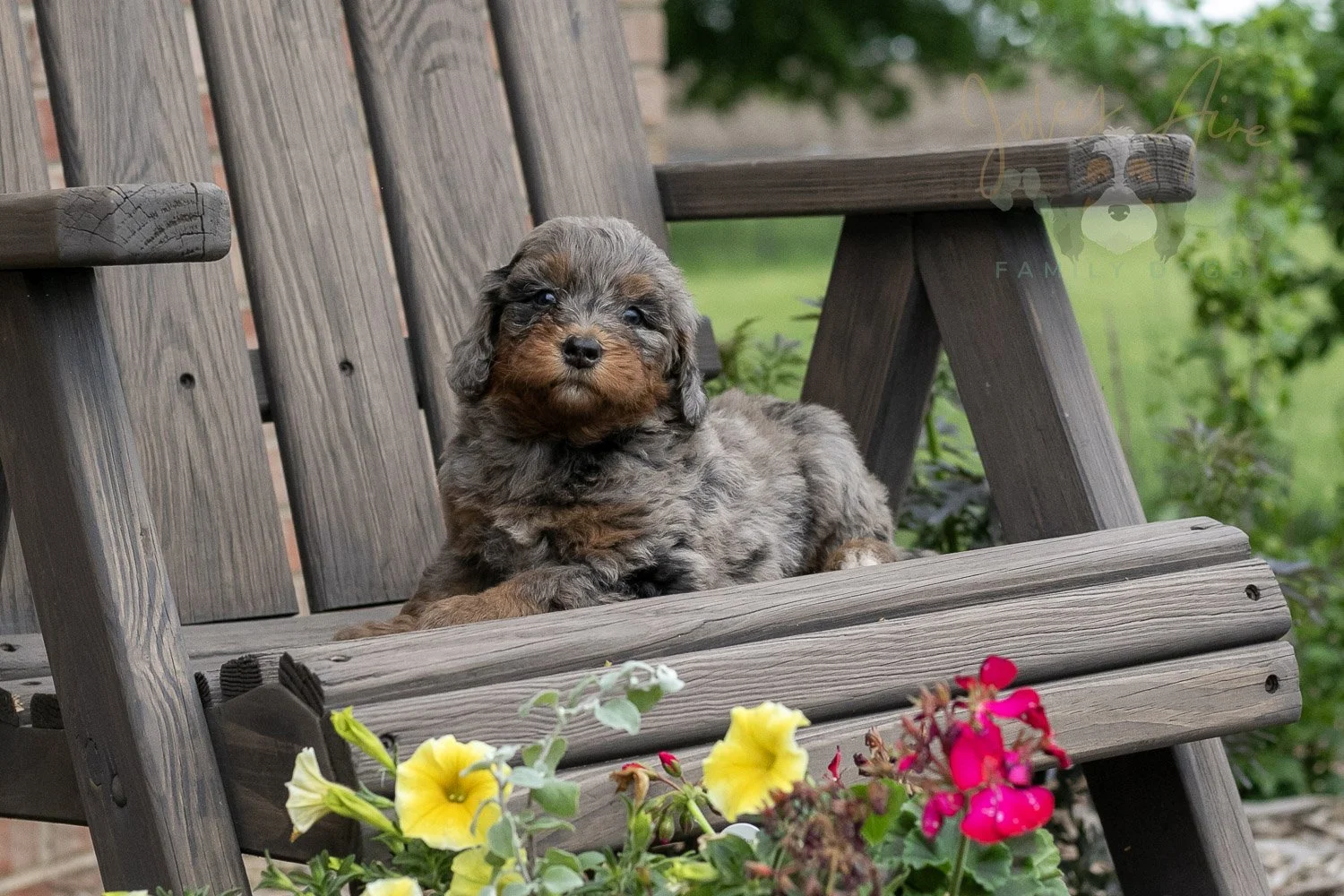 Flute Bernedoodle Puppy-10.jpg