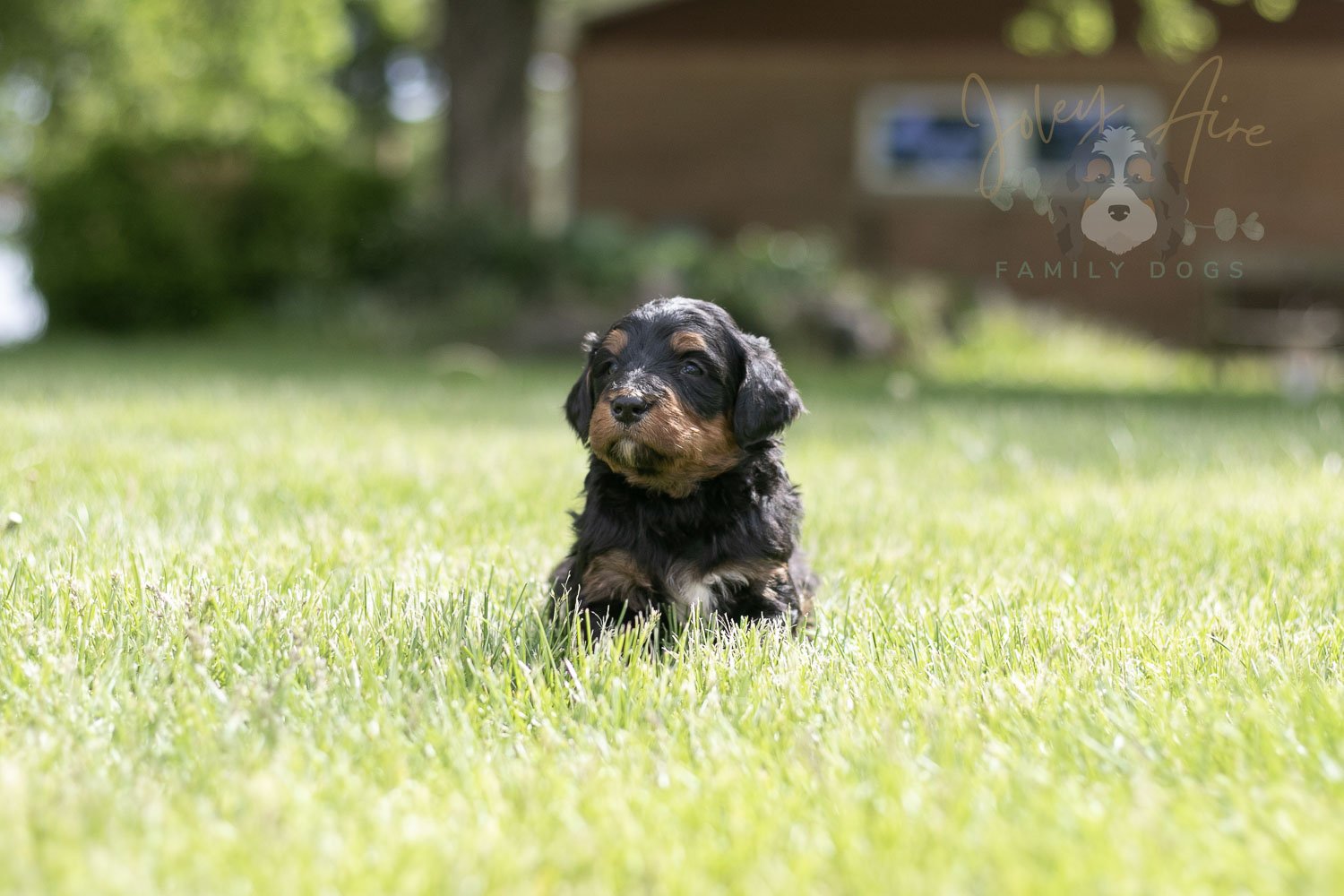 Banjo Bernedoodle Puppy-19.jpg