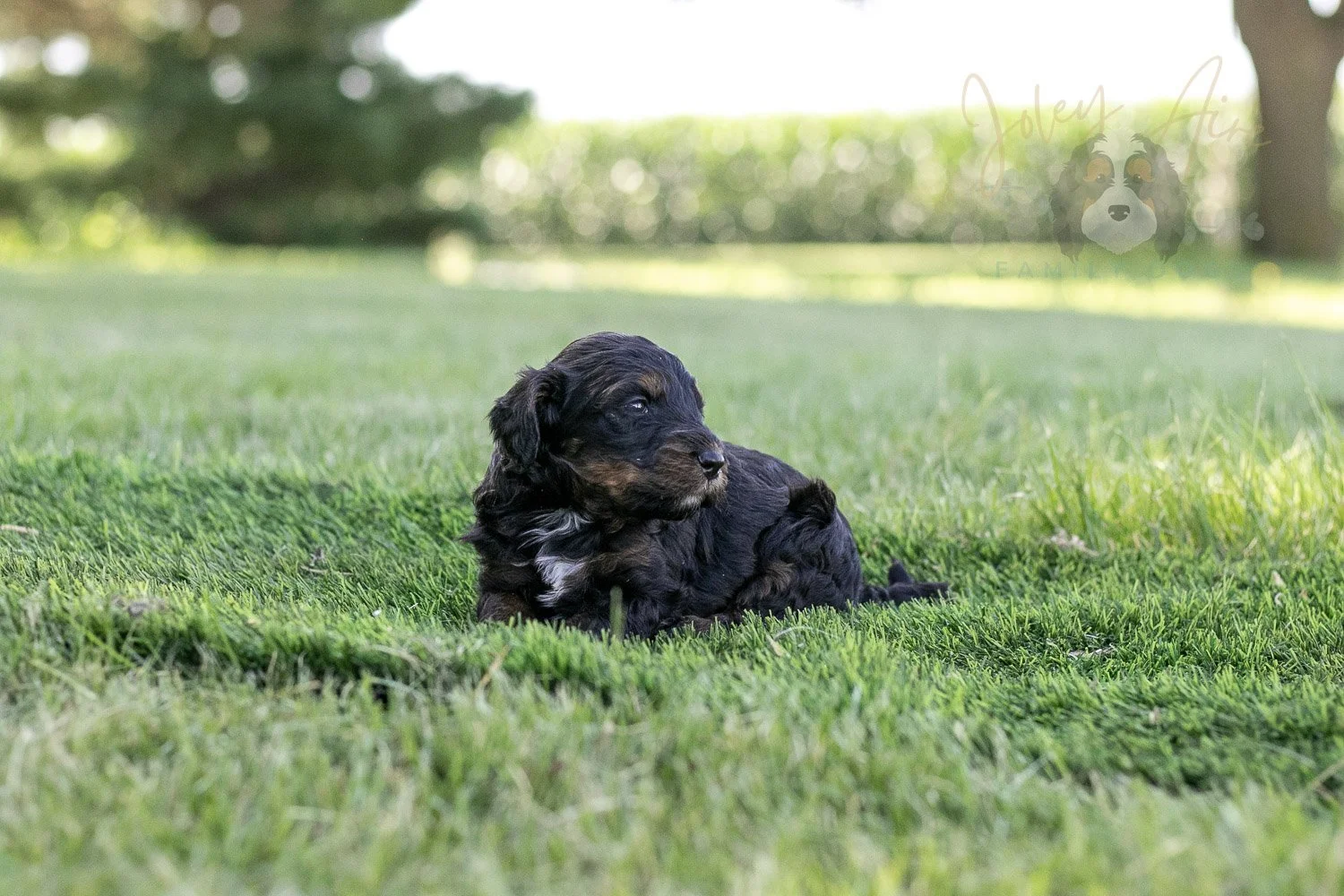 Denali Bernedoodle Puppy-312.jpg