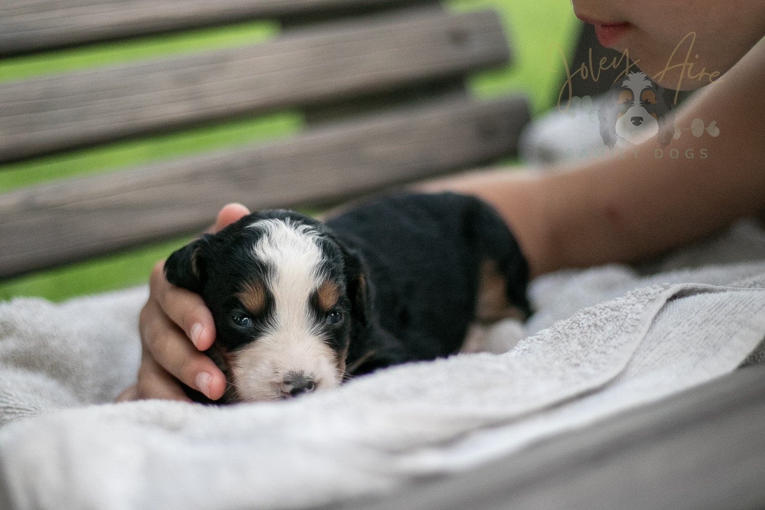 Anne Shriley Bernedoodle Puppy-49.jpg