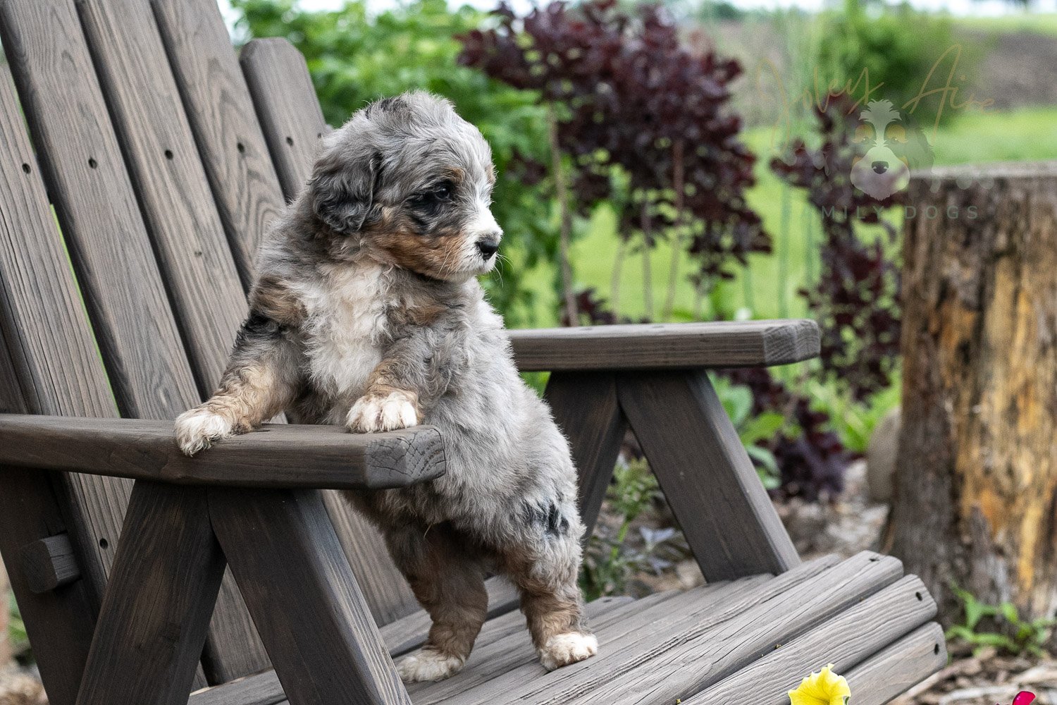 Drum Bernedoodle Puppy-16.jpg