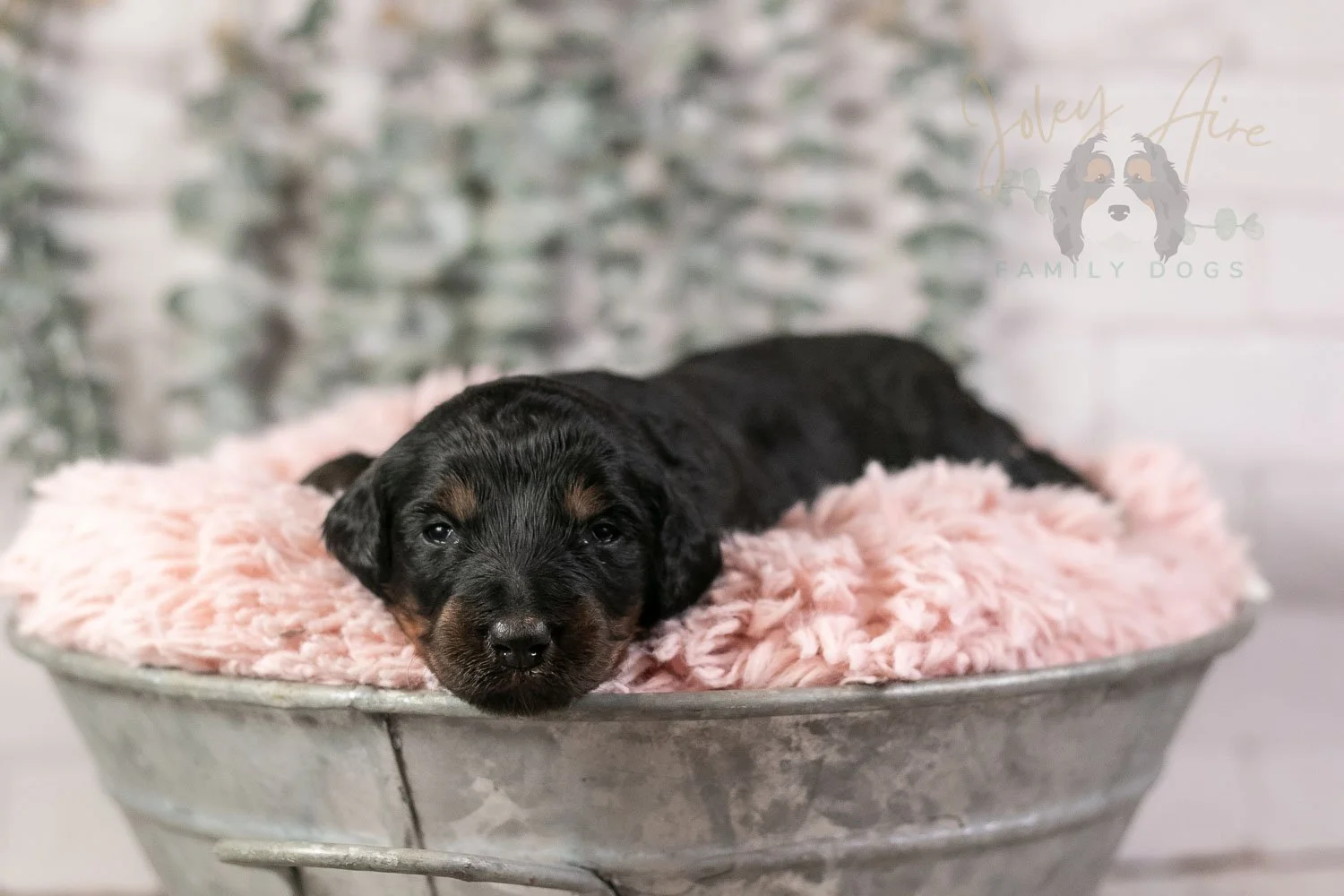 Piano Bernedoodle Puppy-2.jpg