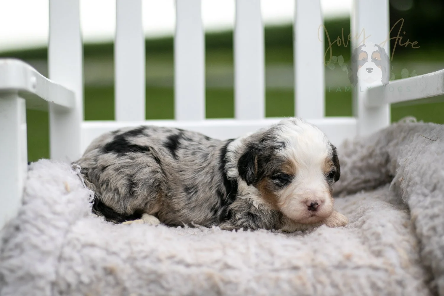 Pablo Picasso Bernedoodle Puppy-709.jpg