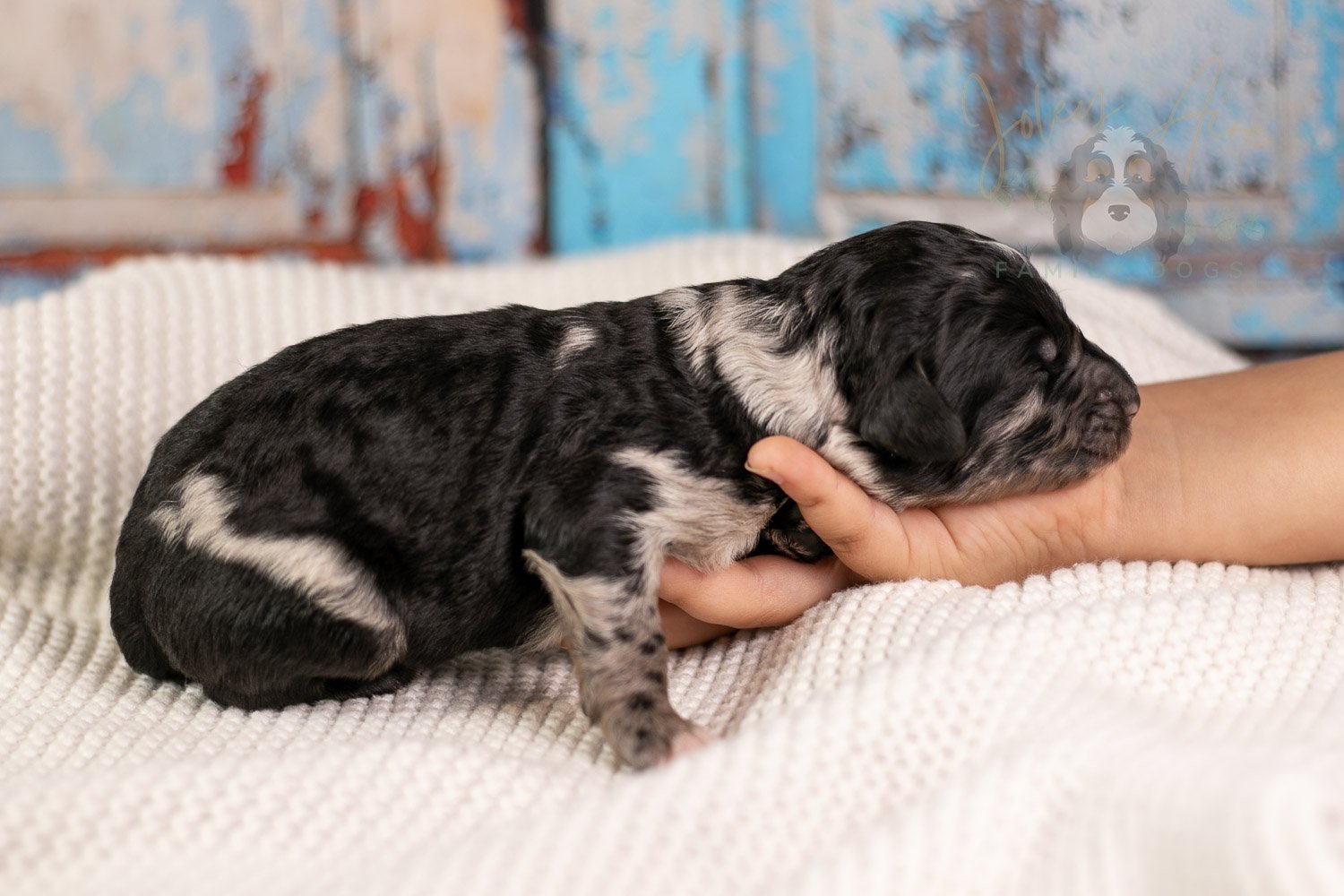 Bob Ross Bernedoodle Puppy-118.jpg