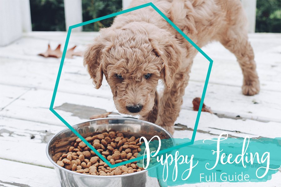 what are the best times to feed a puppy