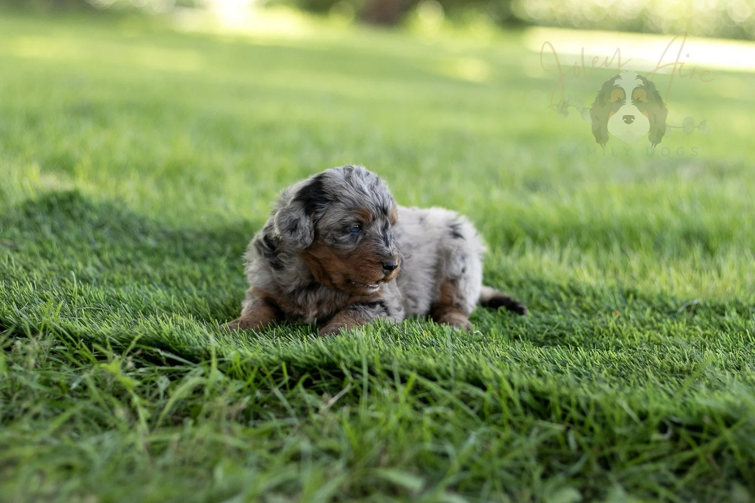 Marilla Cuthbert Bernedoodle Puppy-480.jpg