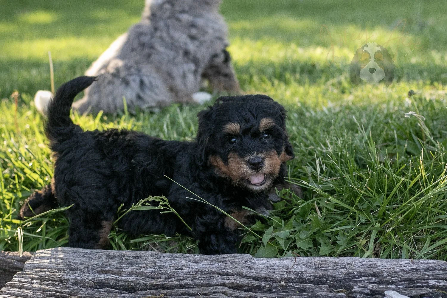 Guitar Bernedoodle Puppy-9.jpg