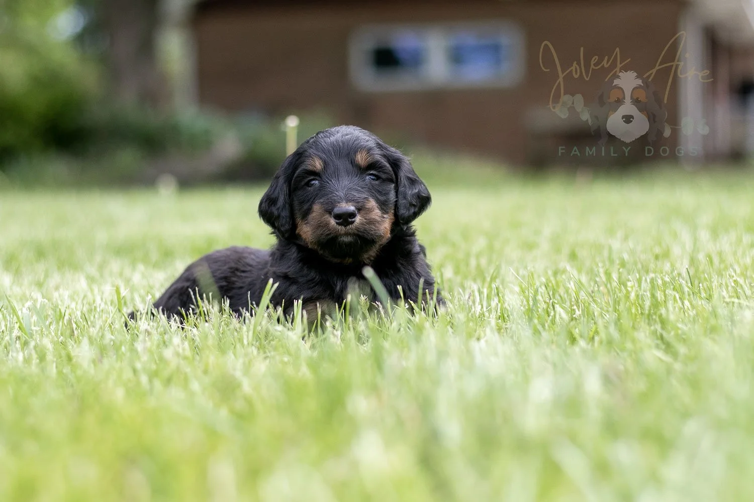 Piano Bernedoodle Puppy-31.jpg